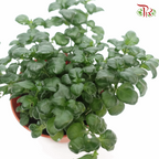 Dipteracanthus Elastica《黑美人》J01