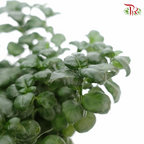 Dipteracanthus Elastica《黑美人》J01
