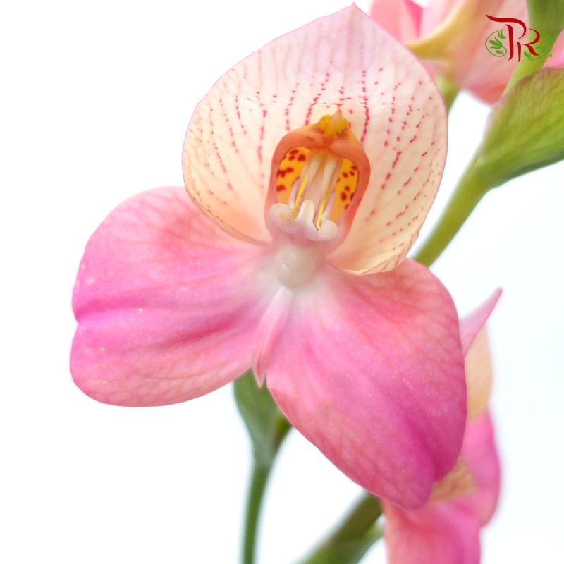 Disa Unidiorosa - (2 Stems)-Pink-Japan-prflorist.com.my
