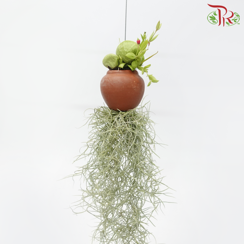 Dischidia Plant With Air Plant《眼树莲与空气凤梨》-Pudu Ria Florist-prflorist.com.my
