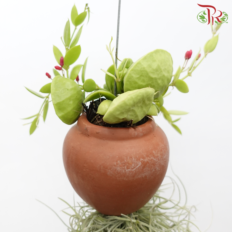 Dischidia Plant With Air Plant《眼树莲与空气凤梨》-Pudu Ria Florist-prflorist.com.my