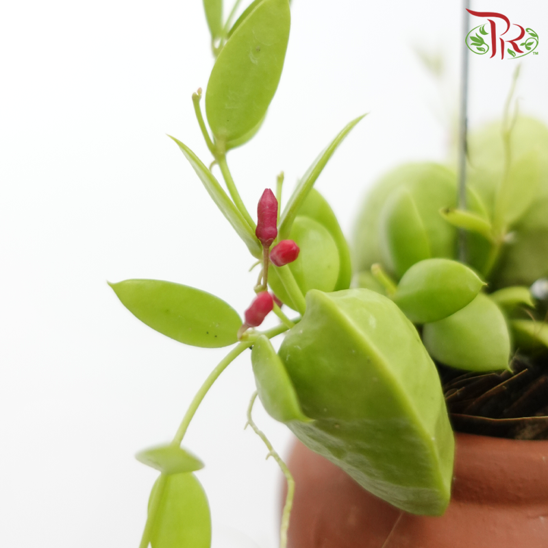 Dischidia Plant With Air Plant《眼树莲与空气凤梨》-Pudu Ria Florist-prflorist.com.my
