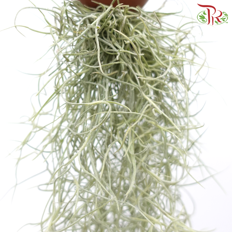 Dischidia Plant With Air Plant《眼树莲与空气凤梨》-Pudu Ria Florist-prflorist.com.my