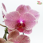Phalaenopsis Orchid - Spot (0X1178)  *With No Vase - Pudu Ria Florist