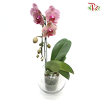 Phalaenopsis Orchid - Spot (0X1178)  *With No Vase - Pudu Ria Florist