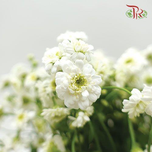 Double Matricaria - (Per Bunch)-White-China-prflorist.com.my