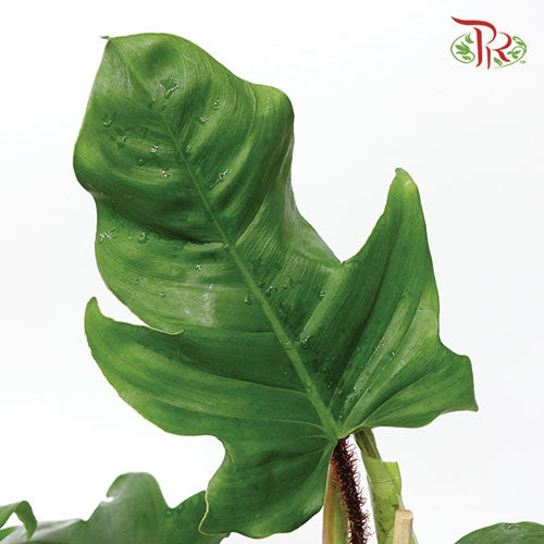 Philodendron Squamiferum 《鱗葉蔓绿绒》 - Pudu Ria Florist