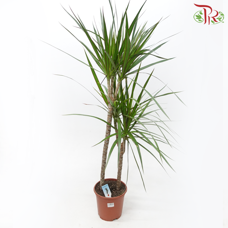 Dracaena《龙血树》