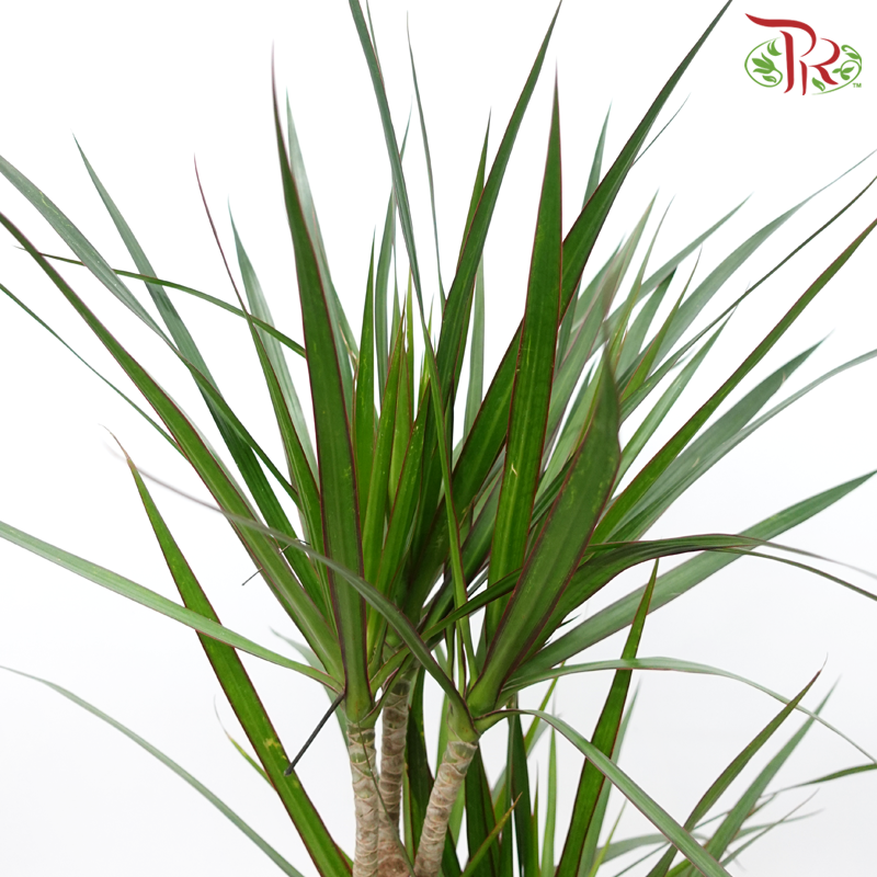 Dracaena《龙血树》