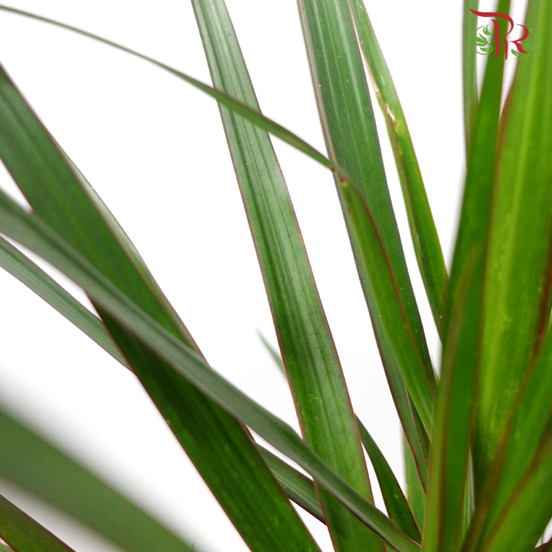Dracaena《龙血树》