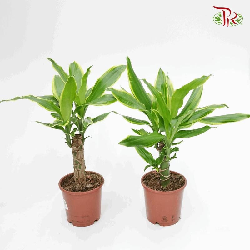 Dracaena Compacta 《铁树》35cm