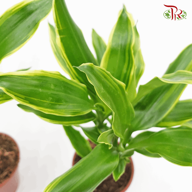 Dracaena Compacta 《铁树》35cm