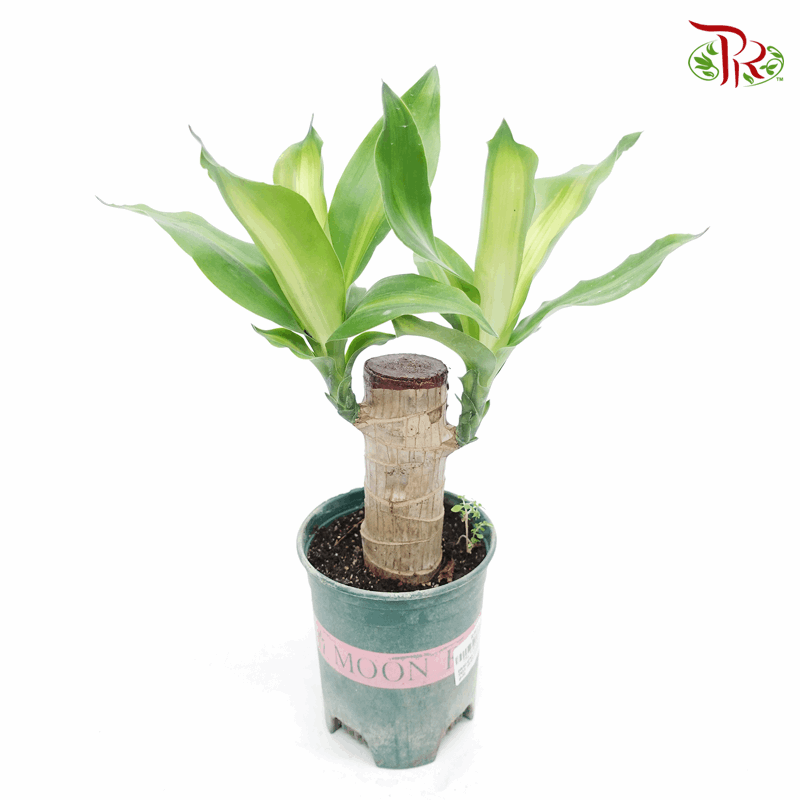Dracaena Fragrans/Iron Tree – 1pp 《铁树/巴西木》