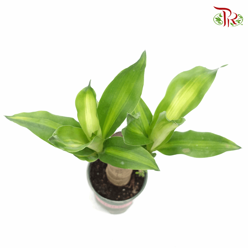 Dracaena Fragrans/Iron Tree – 1pp 《铁树/巴西木》