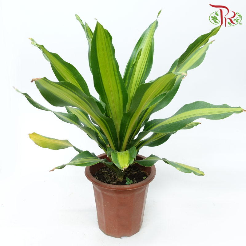 Dracaena Fragrans Single - 3pp《铁树/巴西木》-Pudu Ria Florist-prflorist.com.my