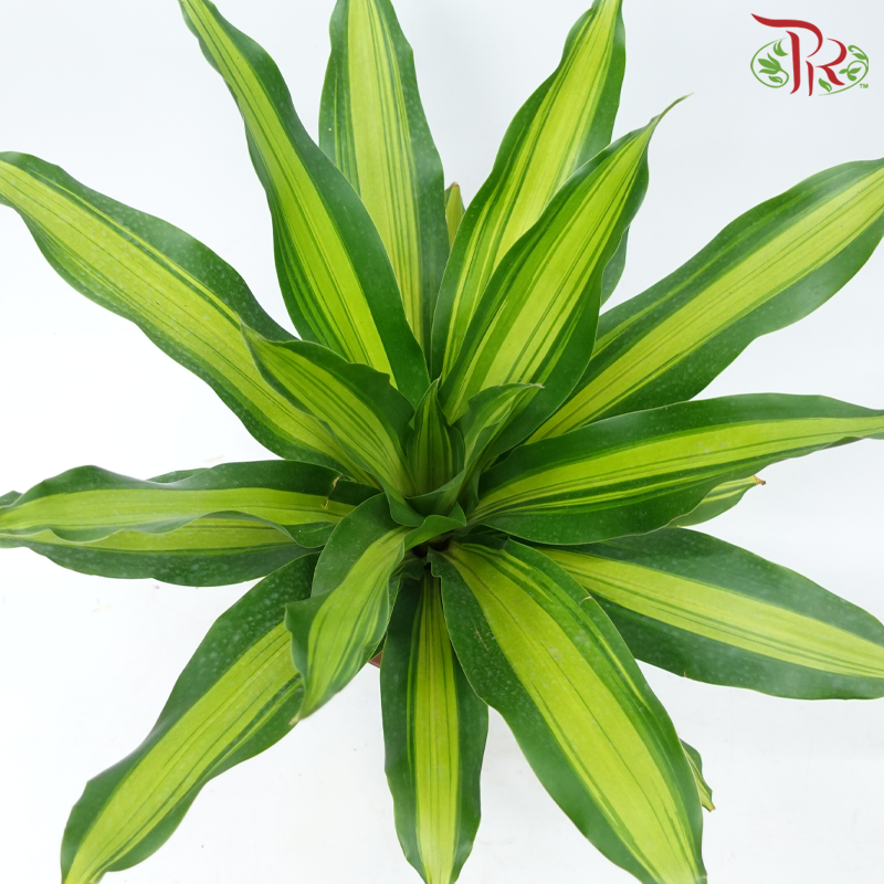 Dracaena Lindenii P12 (Golden Heart) – Pudu Ria Florist (Northern)