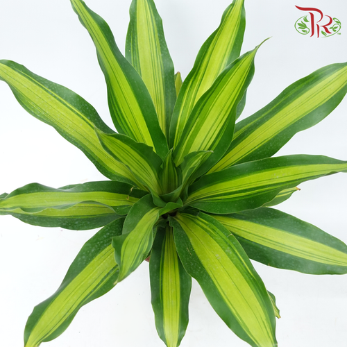 Dracaena Lindenii P12 (Golden Heart)