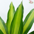 Dracaena Lindenii P12 (Golden Heart)