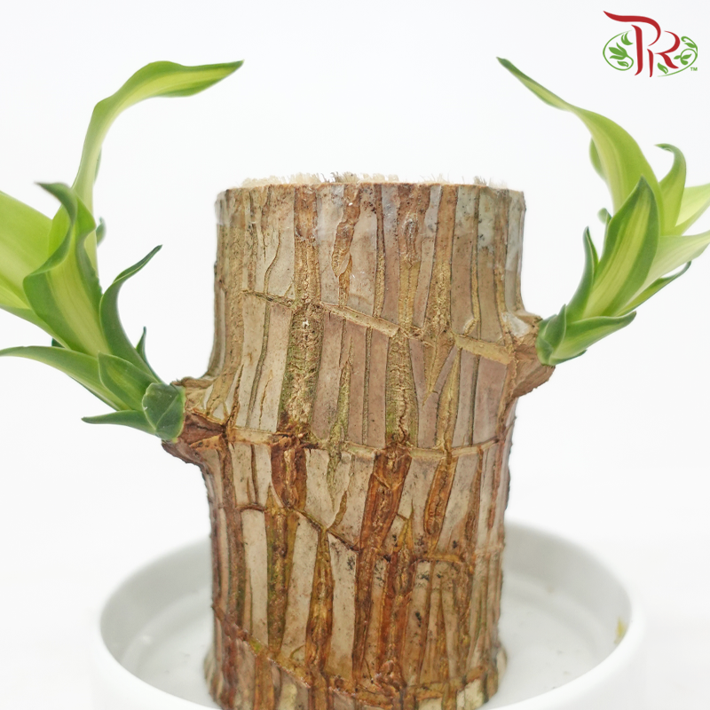 Dracaena Fragrans Tree Head (Hydro) with Pot《铁树/巴西木》