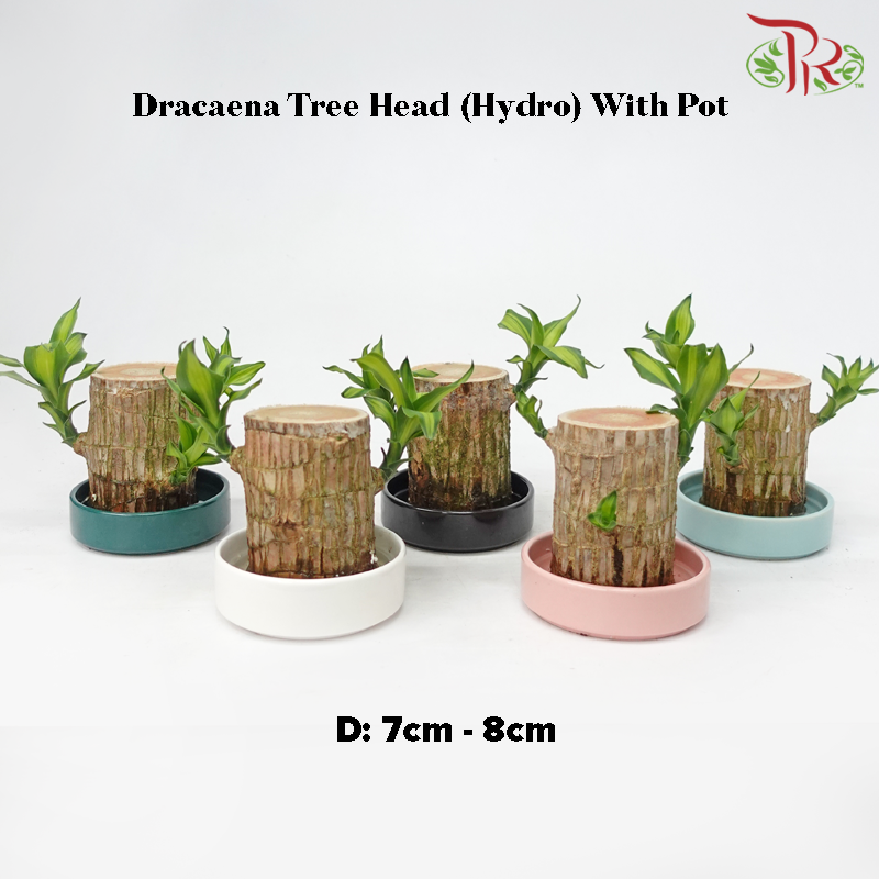 Dracaena Fragrans Tree Head (Hydro) with Pot《铁树/巴西木》