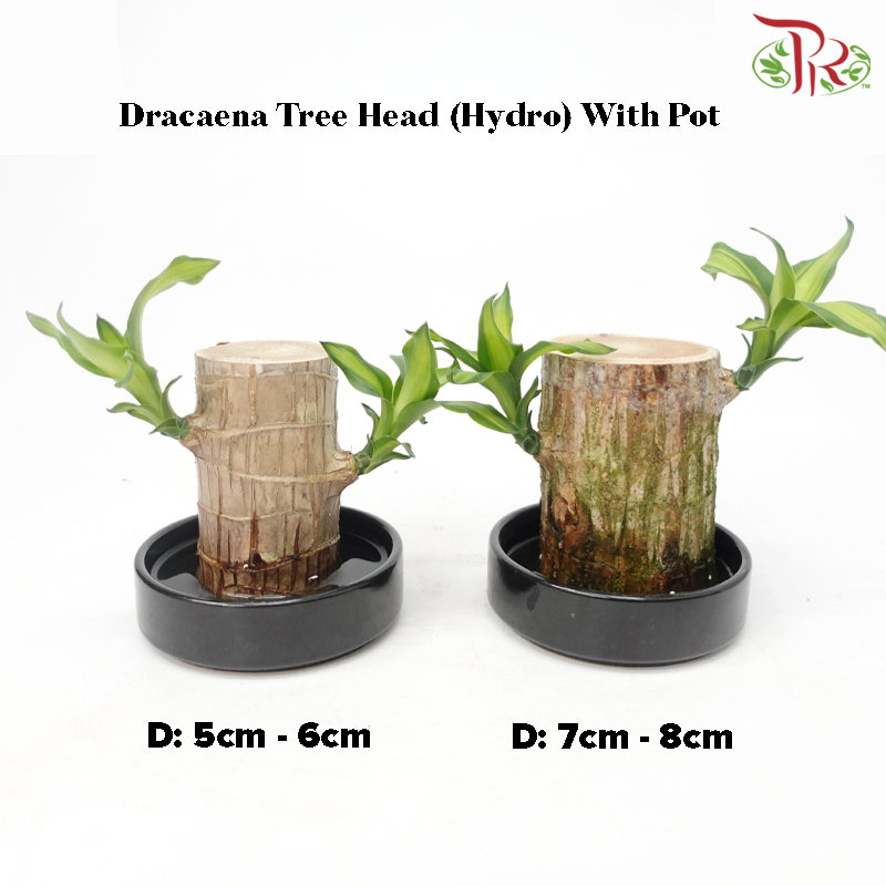 Dracaena Fragrans Tree Head (Hydro) with Pot《铁树/巴西木》