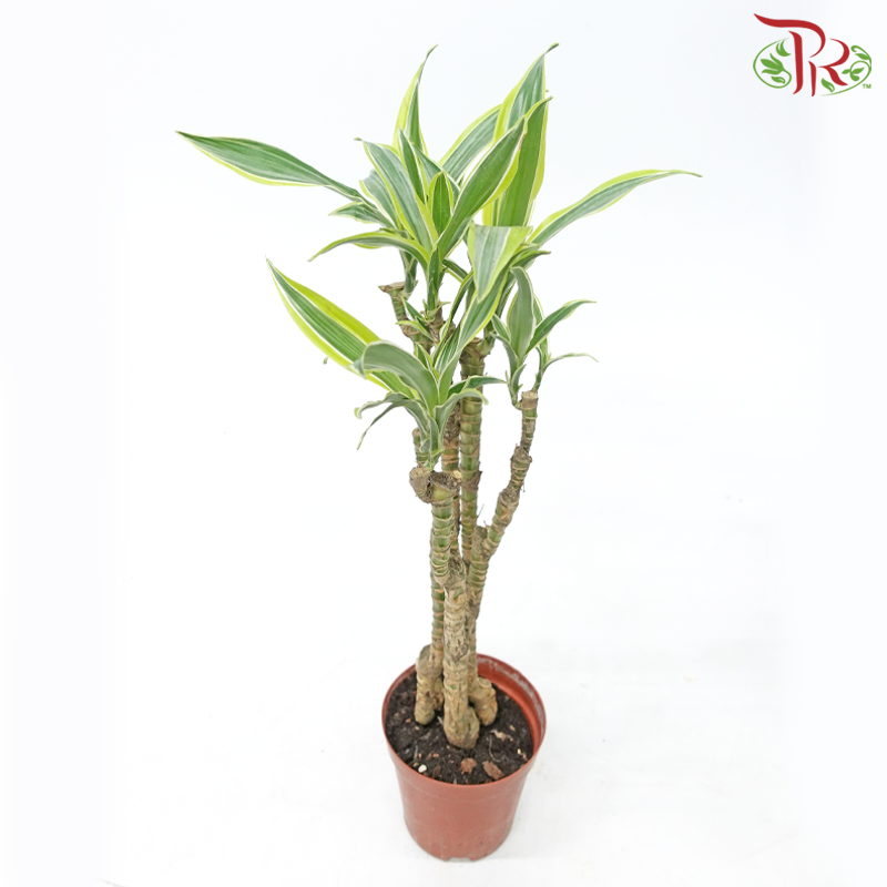 Dracaena Lemon Lime Tree Head《美人铁龙血树》-Pudu Ria Florist-prflorist.com.my
