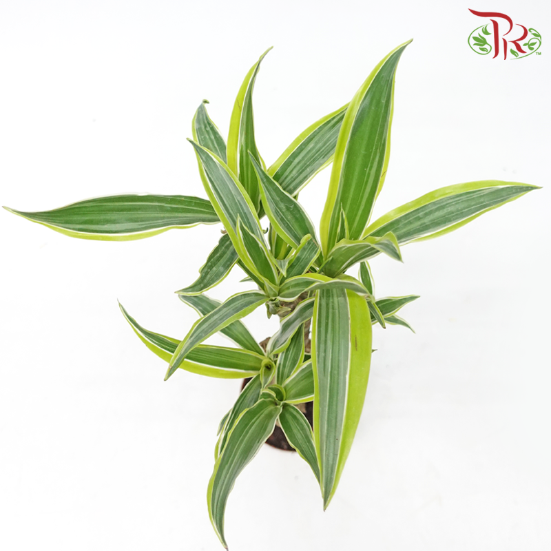 Dracaena Lemon Lime Tree Head《美人铁龙血树》-Pudu Ria Florist-prflorist.com.my