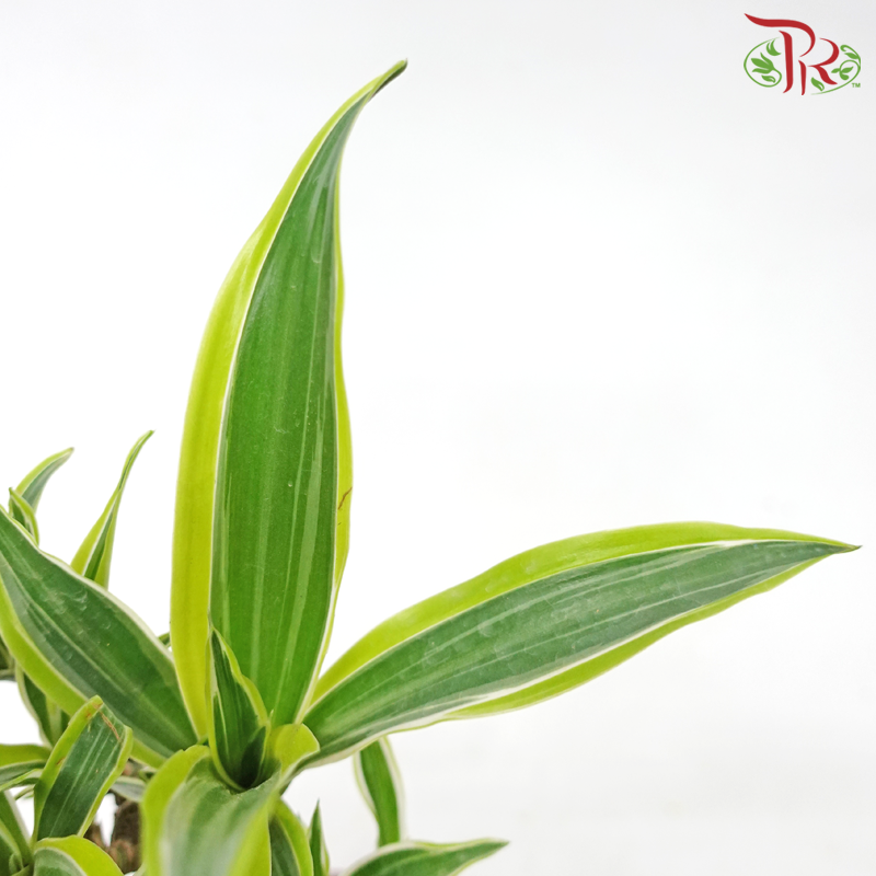 Dracaena Lemon Lime Tree Head《美人铁龙血树》-Pudu Ria Florist-prflorist.com.my