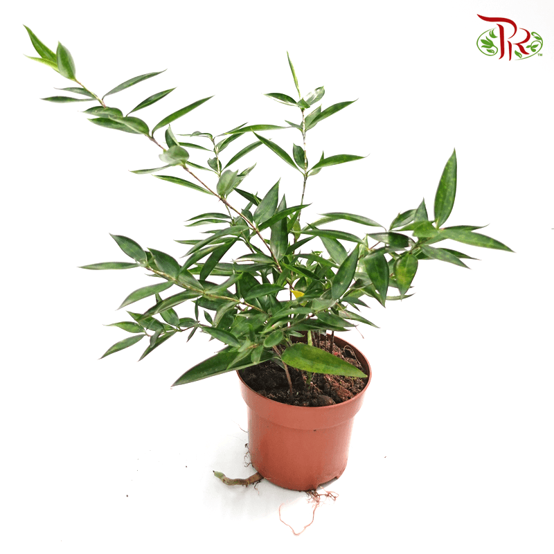 Dracaena Surculosa Dwarf 《星點木》-Pudu Ria Florist-prflorist.com.my