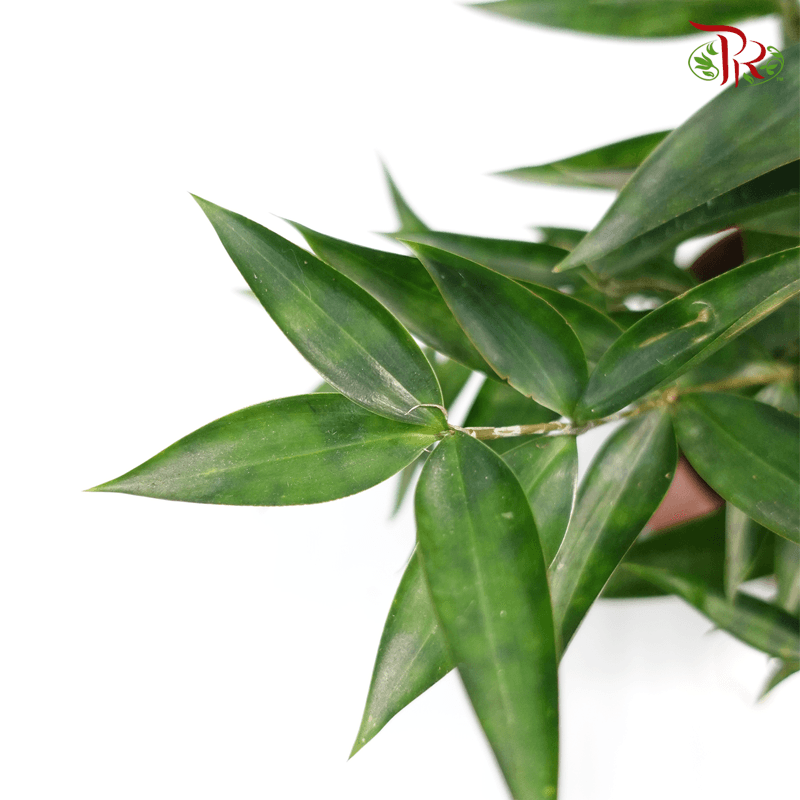 Dracaena Surculosa Dwarf 《星點木》-Pudu Ria Florist-prflorist.com.my