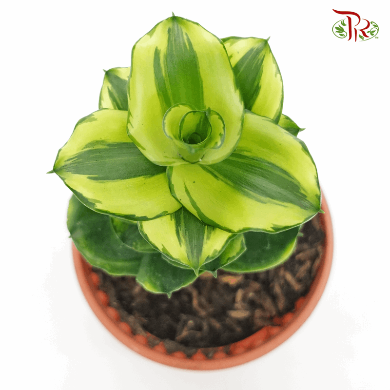 Dracaena Tornado 《香龍血樹》