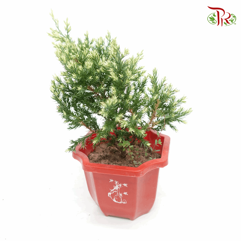 Dragon Pine 《龙柏》-Pudu Ria Florist-prflorist.com.my