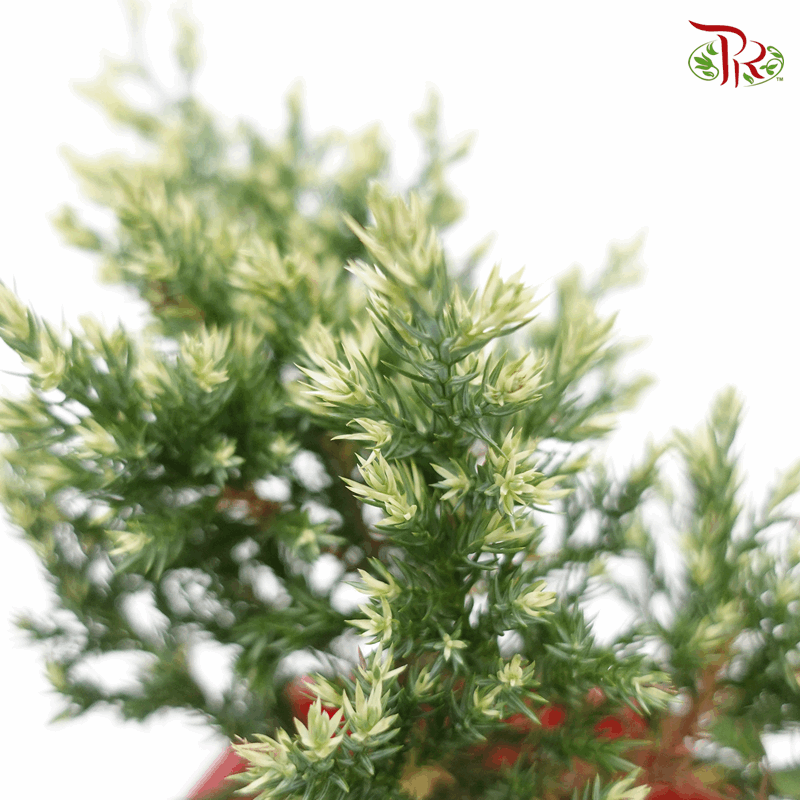 Dragon Pine 《龙柏》-Pudu Ria Florist-prflorist.com.my