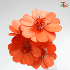 Dry Stella Luna - Orange (Per Bunch) - Pudu Ria Florist
