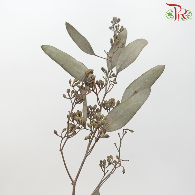 Dried Eucalyptus Populus With Berry (Per Bunch)-Pudu Ria Florist-prflorist.com.my