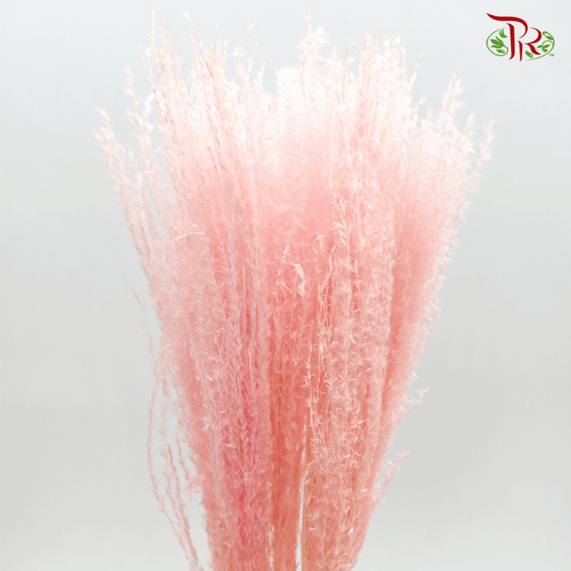 Dried Eulalia Bleached - Pink (Per Bunch)-Pink-China-prflorist.com.my