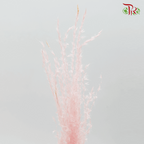 Dried Eulalia Bleached - Pink (Per Bunch)-Pink-China-prflorist.com.my