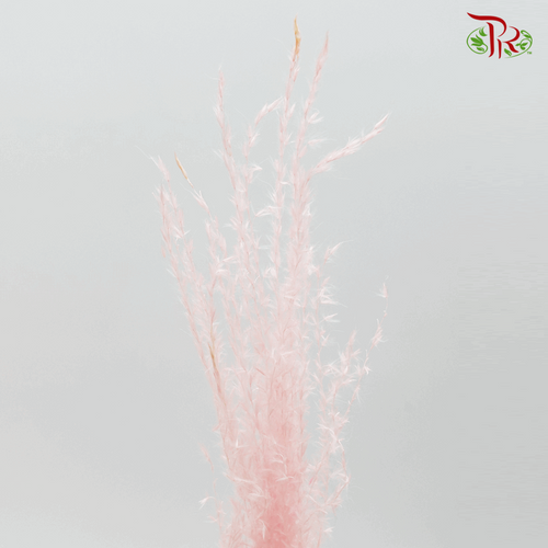 Dried Eulalia Bleached - Pink (Per Bunch)-Pink-China-prflorist.com.my