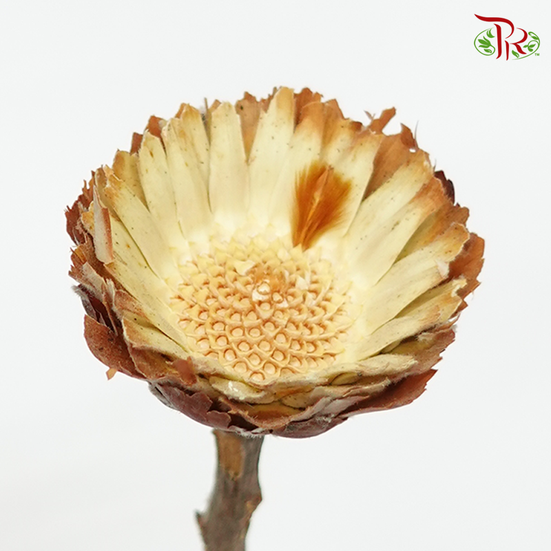 Dried Rosette Compacta - Light Brown (10 Stems)-Africa-prflorist.com.my
