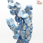 Dried Silver Dollar - Dyed Blue-Blue-Netherland-prflorist.com.my
