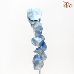 Dried Silver Dollar - Dyed Blue-Blue-Netherland-prflorist.com.my