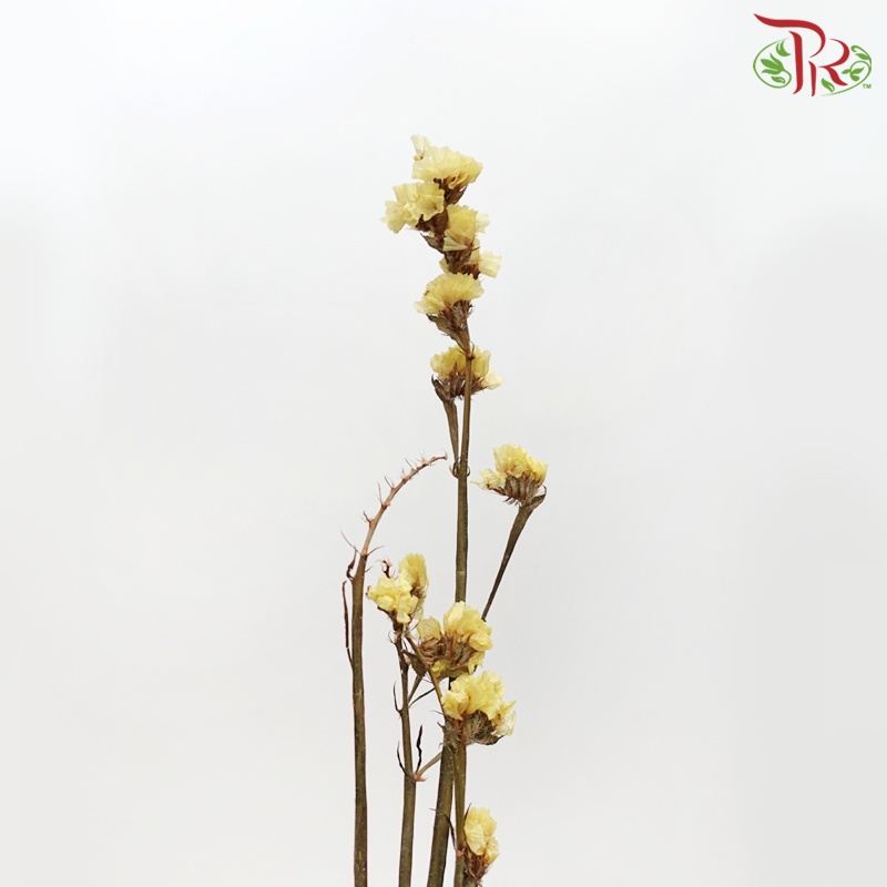 Dried Statice - Yellow (Per Bunch)-Yellow-Pudu Ria Florist-prflorist.com.my