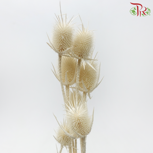 Dried Thistle - White-White-China-prflorist.com.my