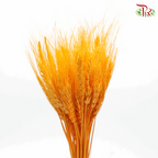 Dried Wheatgrass - Orange (Per Bunch)-Orange-China-prflorist.com.my