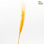 Dried Wheatgrass - Orange (Per Bunch)-Orange-China-prflorist.com.my