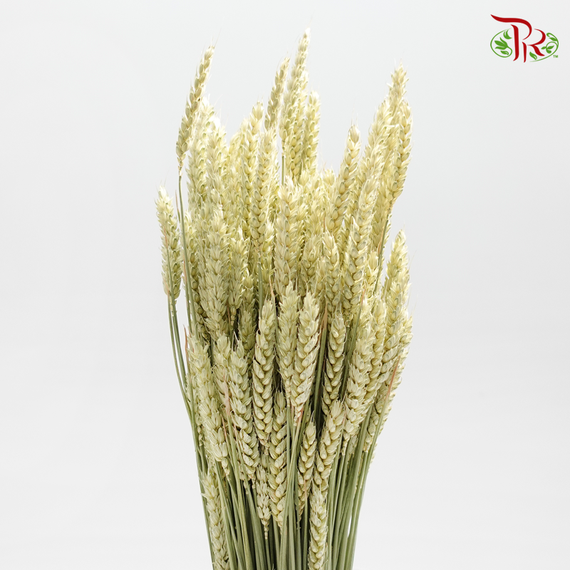 Dried Wheatgrass/ Tarwe - (Per Bunch)-Netherland-prflorist.com.my
