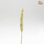 Dried Wheatgrass/ Tarwe - (Per Bunch)-Netherland-prflorist.com.my
