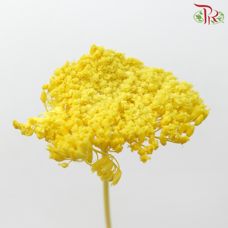 Dry Achillea - Dyed Yellow (Per Bunch)-Dyed Yellow-Import-prflorist.com.my