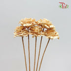Dry Aeschynomene - Apricot (Medium) 5 Stems-Apricot-China-prflorist.com.my