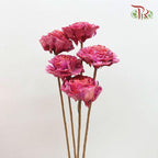 Dry Aeschynomene Medium - Hot Pink (5stems)-Pink-China-prflorist.com.my